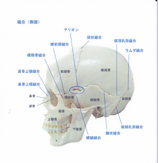 頭蓋縫合 頭痛治療 - 秋田県大仙市で頭痛に強い整骨院なら 三浦整骨院・頭痛堂